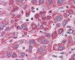 SCRN1 / Secernin 1 Antibody (C-Terminus)